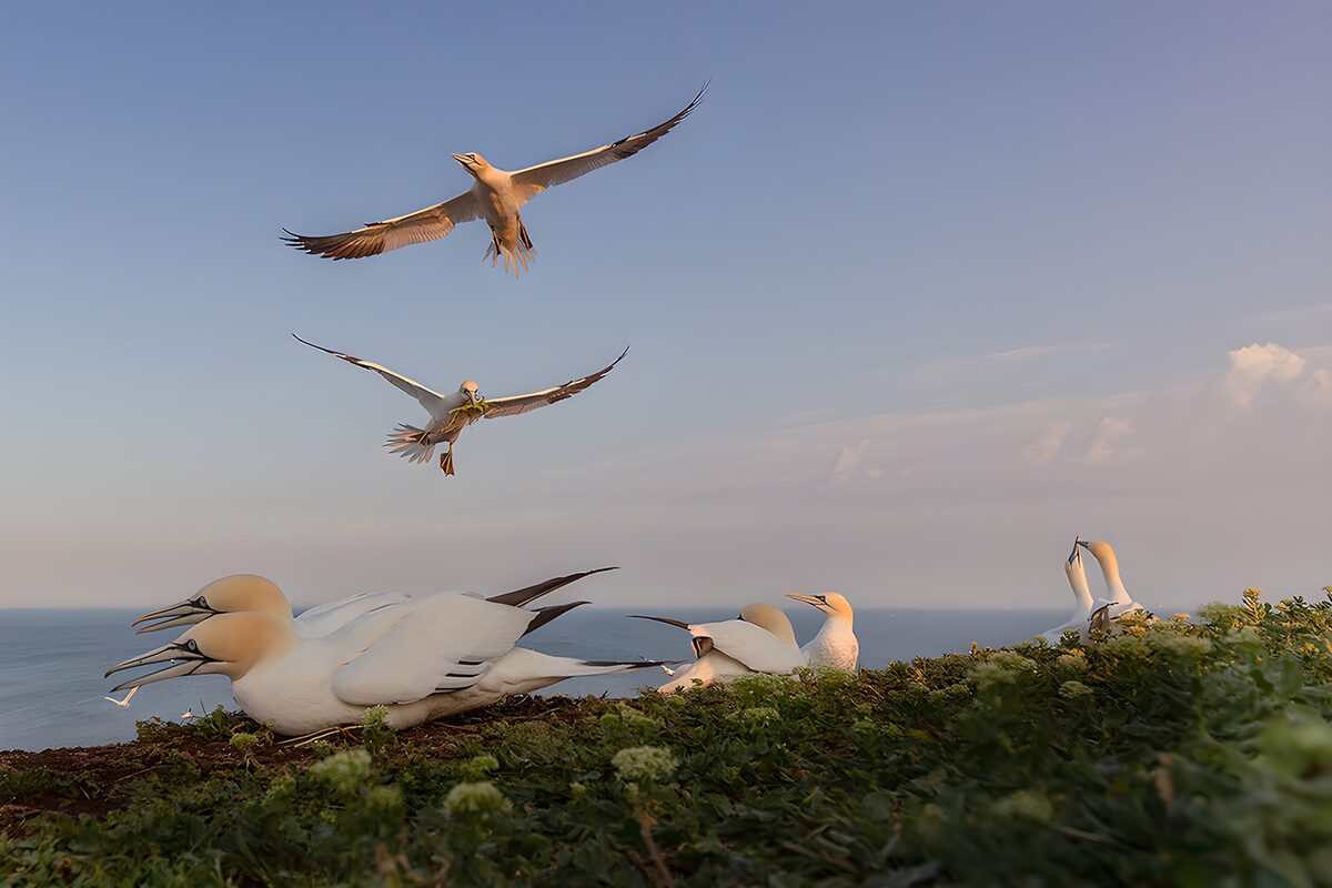 OCUK73453: Seabirds at Sunset Over the Ocean