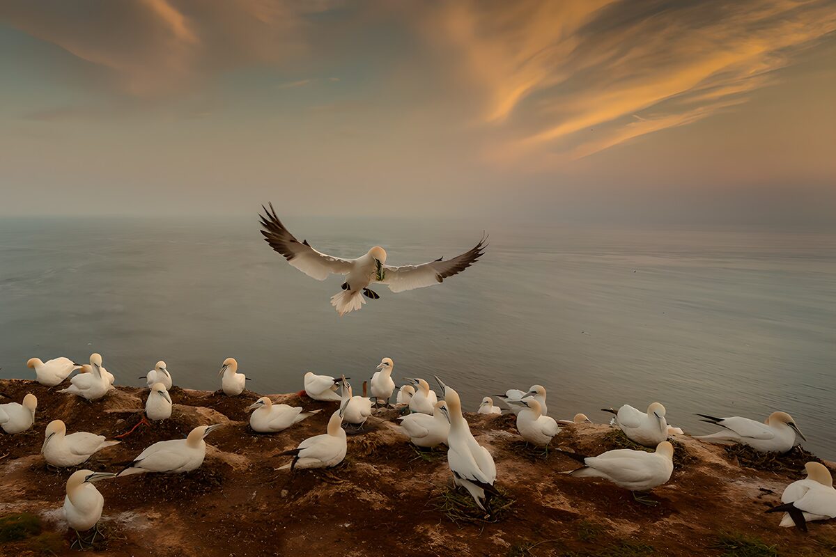 OCUK23392: Soaring Gannets at Dusk