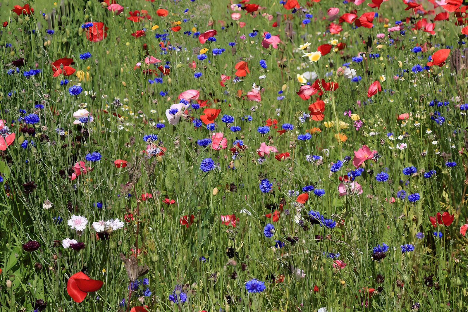 OCUK58974: Vibrant Wildflower Meadow