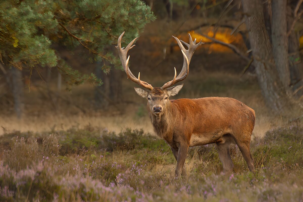 Majestic Stag in Autumn Landscape