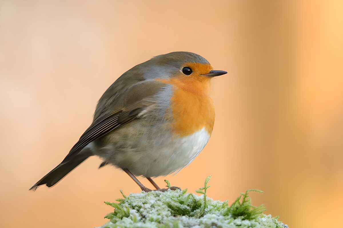 OCUK85627: Charming Robin Perched Elegantly