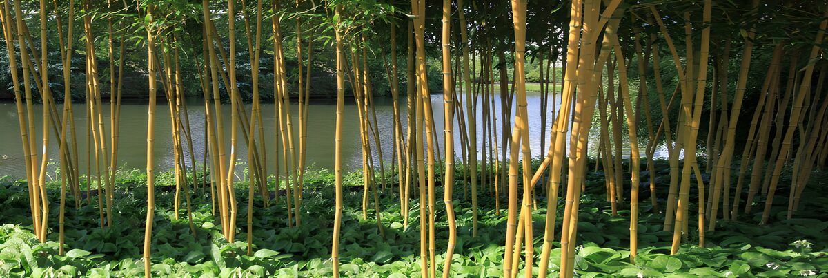 OCUK68886: Bamboo Grove by the Water