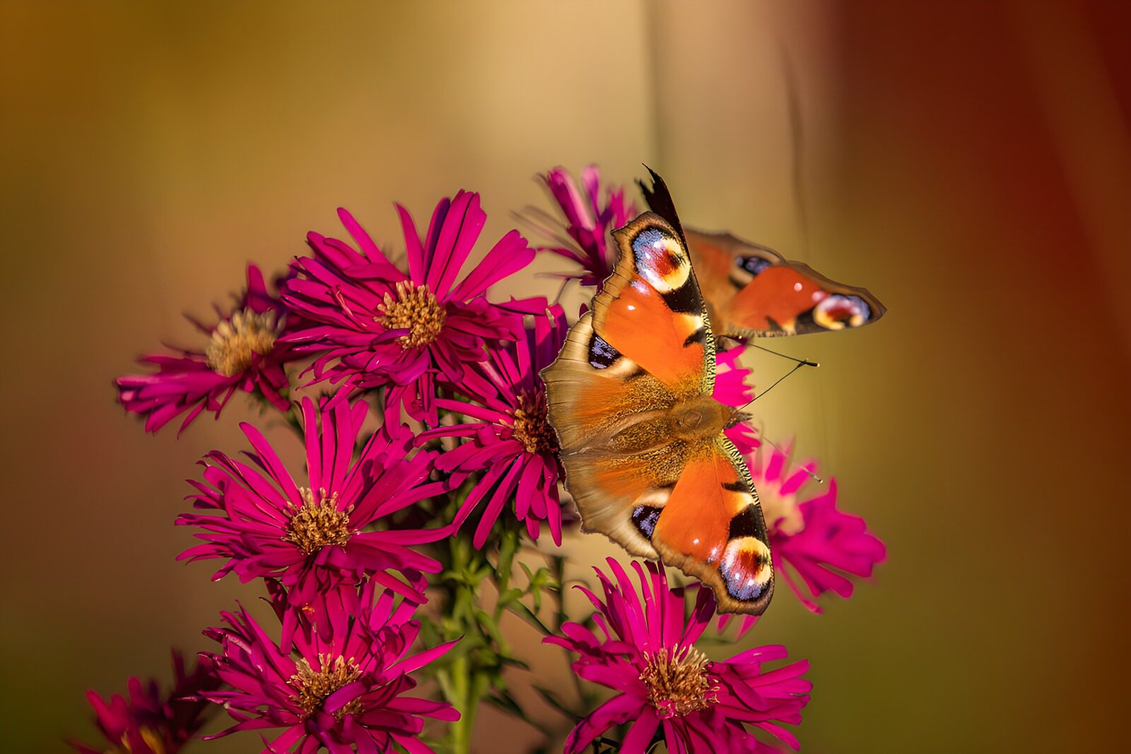 OCUK82177: Colorful Butterflies on Bright Flowers