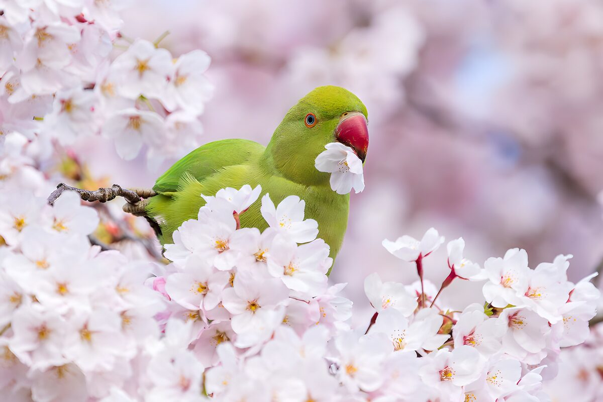 OCUK61539: Green Parrot Amidst Cherry Blossoms