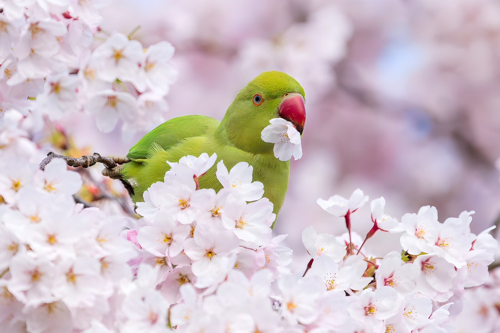 OCUK61539: Green Parrot Amidst Cherry Blossoms