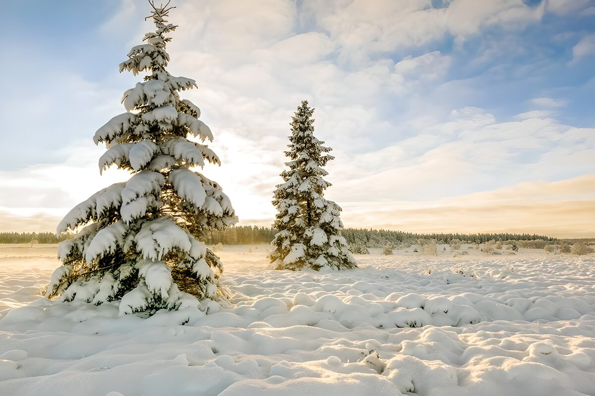 OCUK28690: Serene Winter Landscape with Snowy Trees
