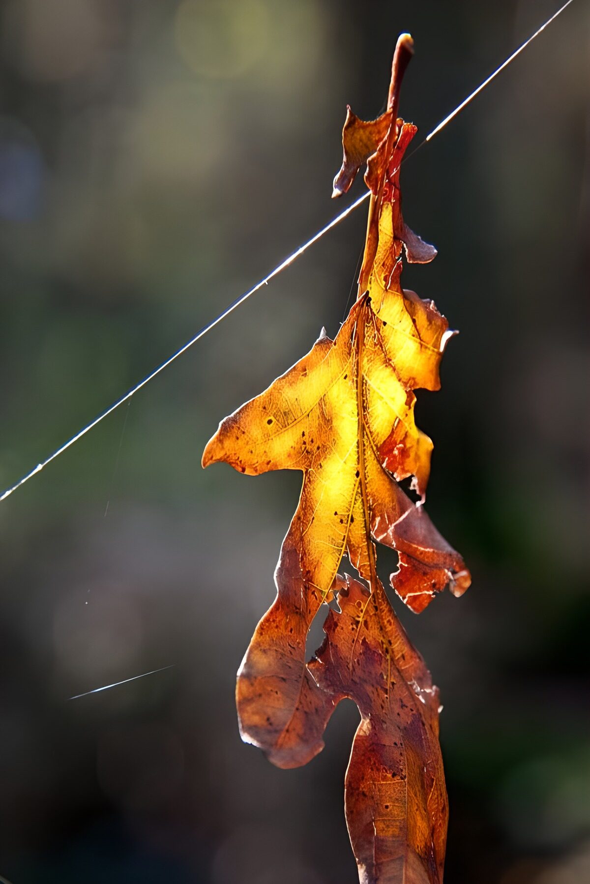 OCUK43479: Serenity of a Golden Leaf