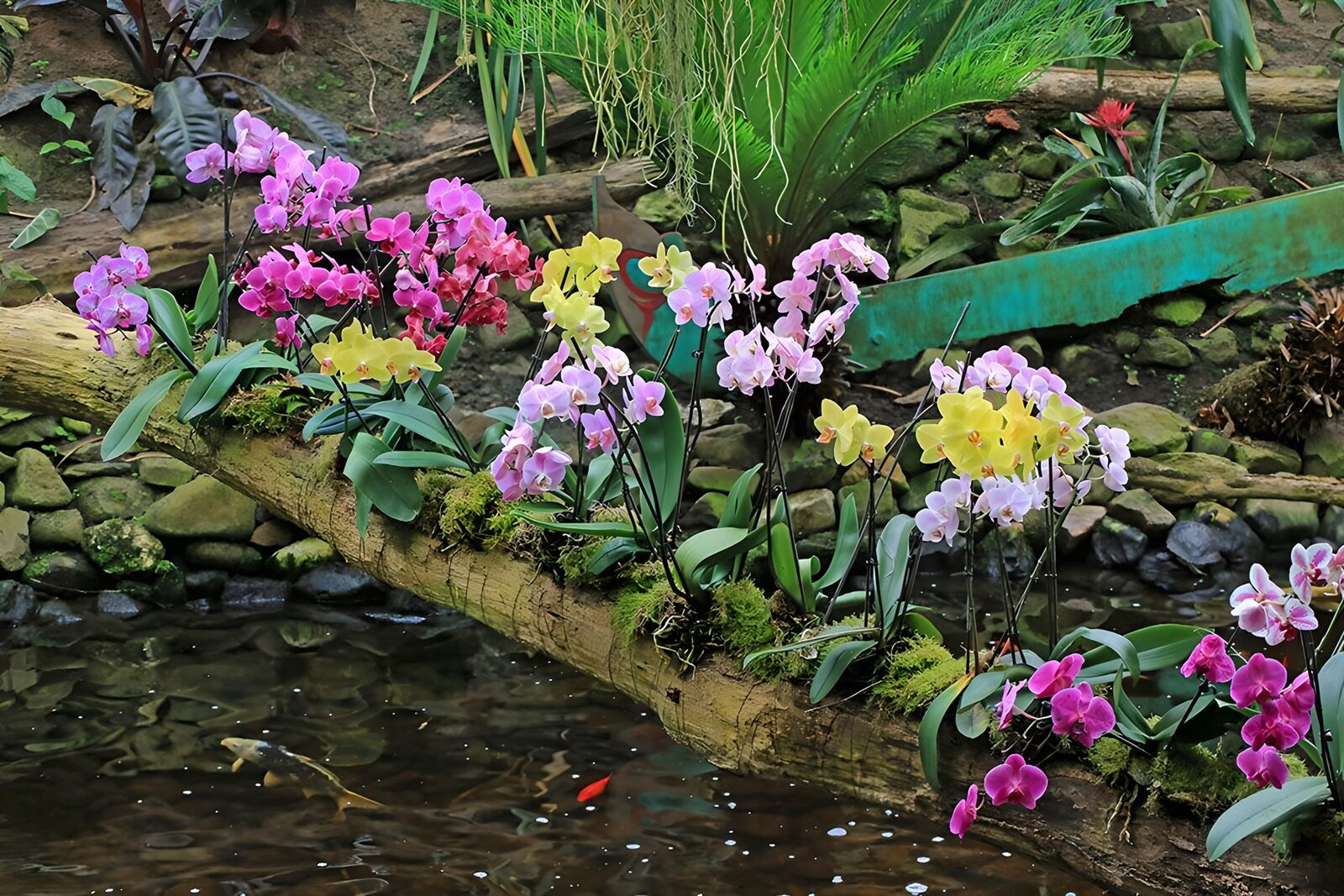 OCUK68410: Tree trunk overgrown with orchids above water