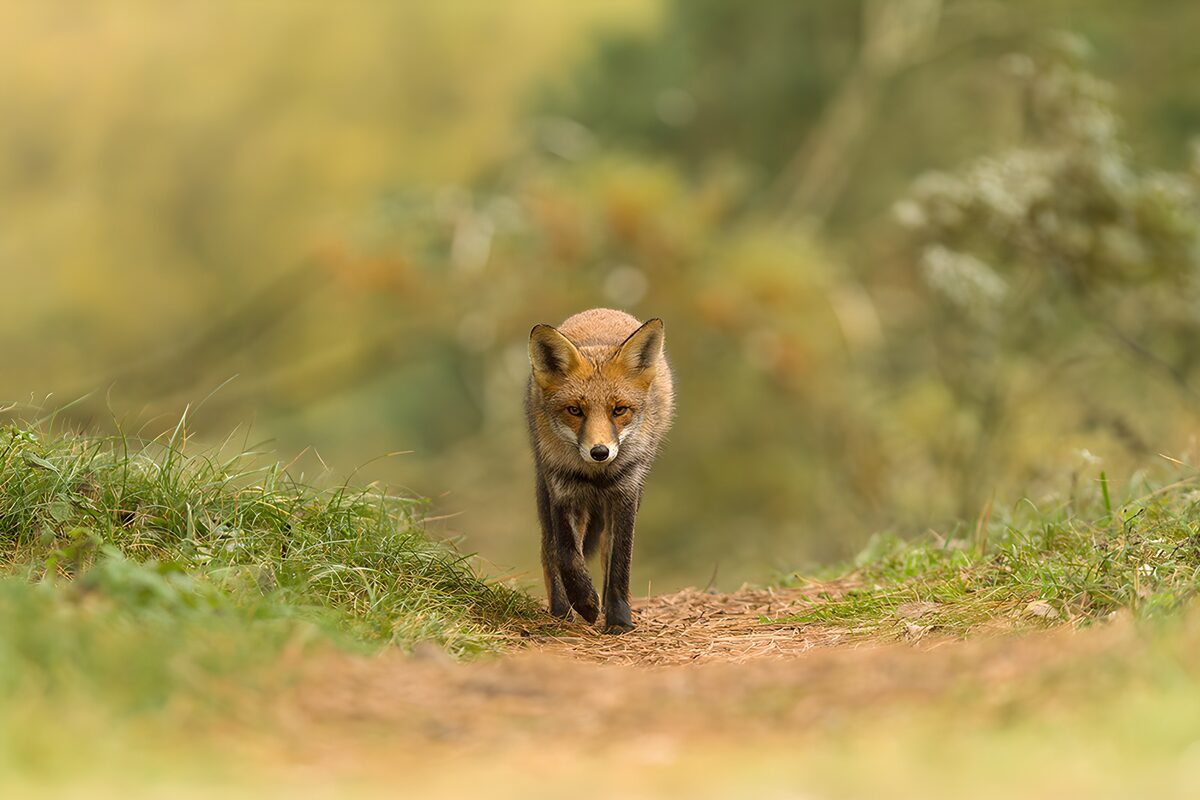 OCUK57540: Curious Fox on a Forest Path