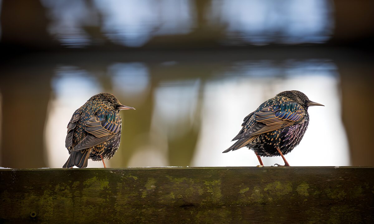 OCUK42091: Elegant Starlings by the Water