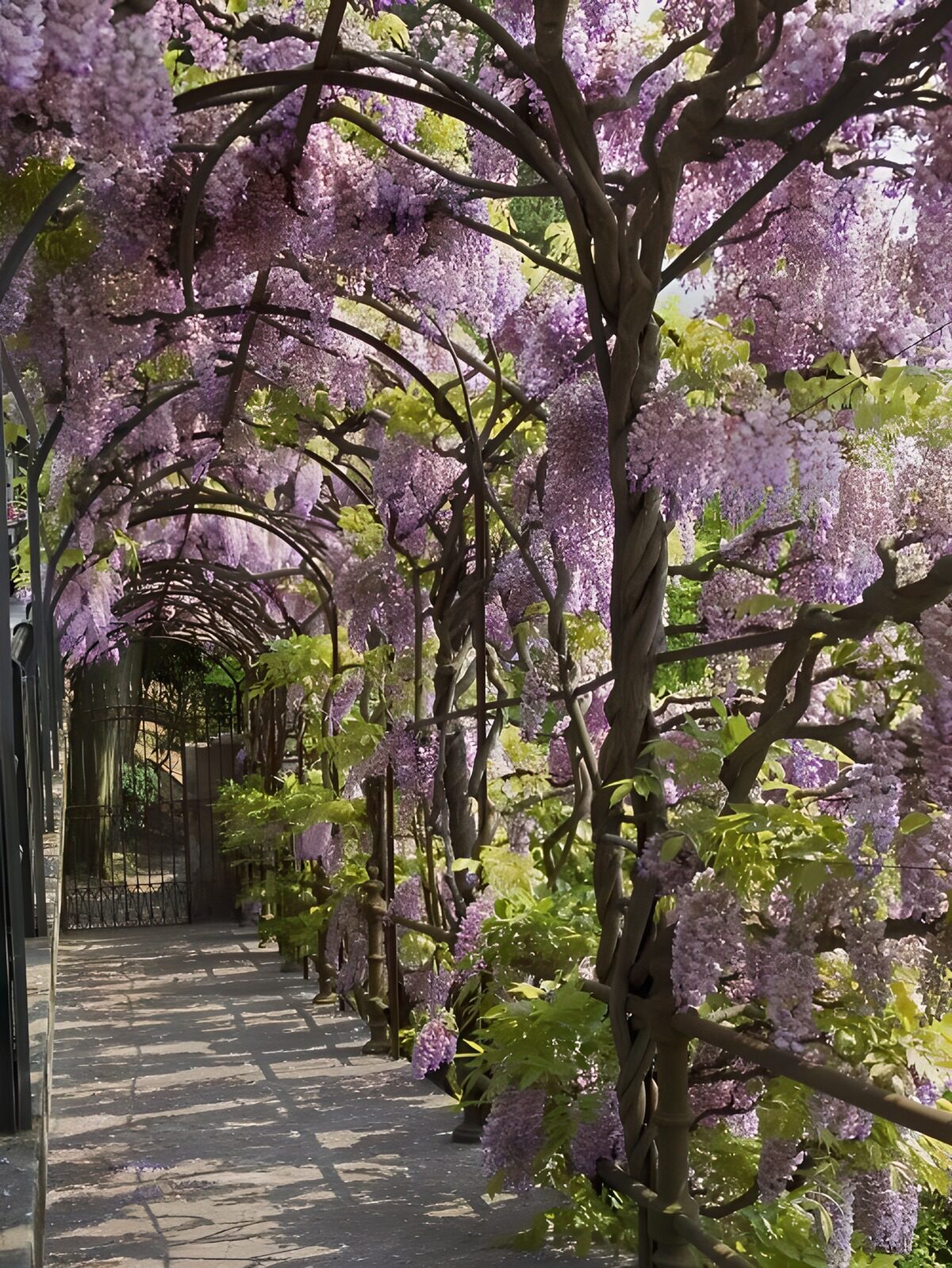 OCUK82582: Wisteria Wonderland