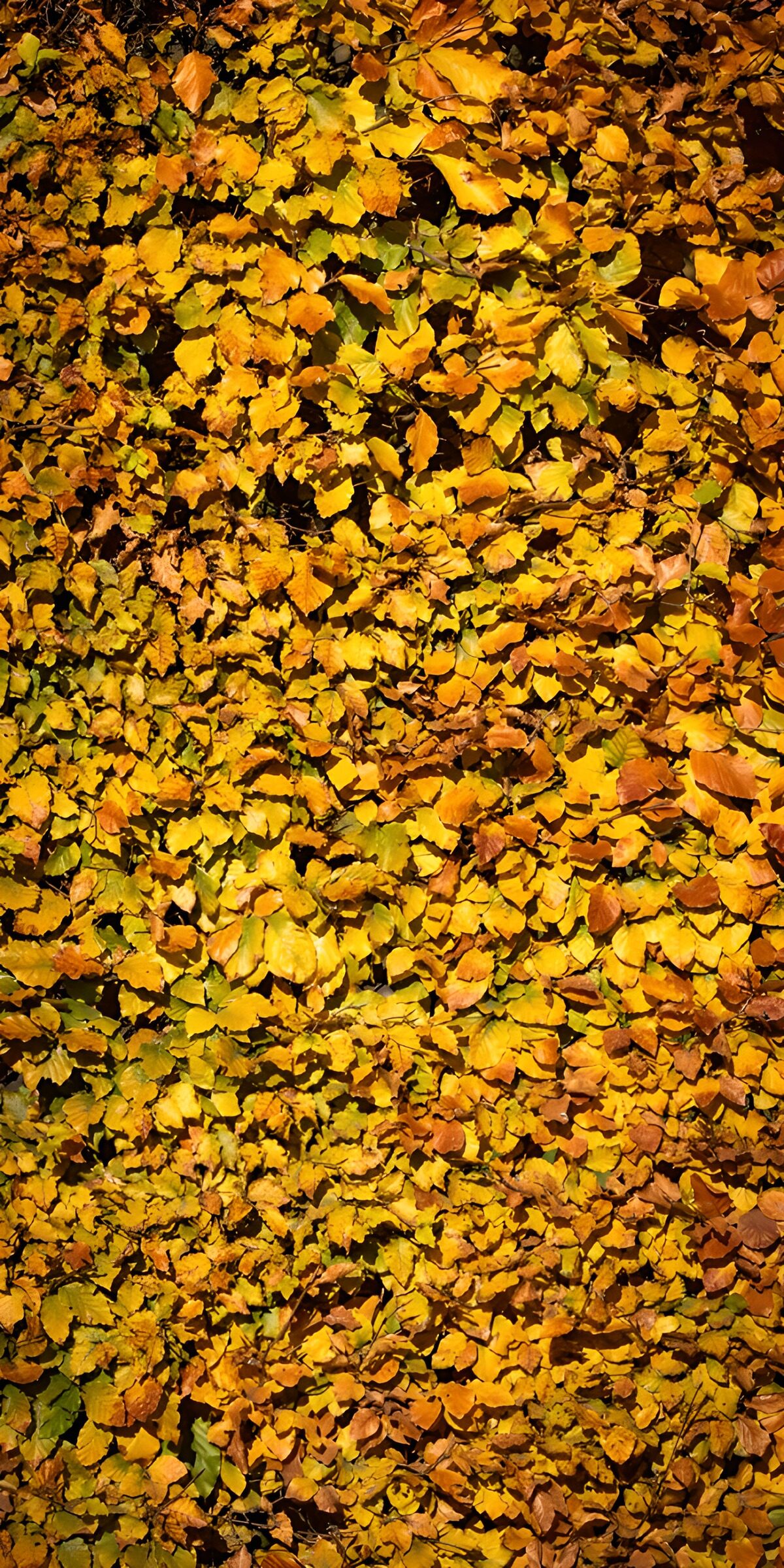 OCUK92941: Autumn Leaves in Vibrant Colors