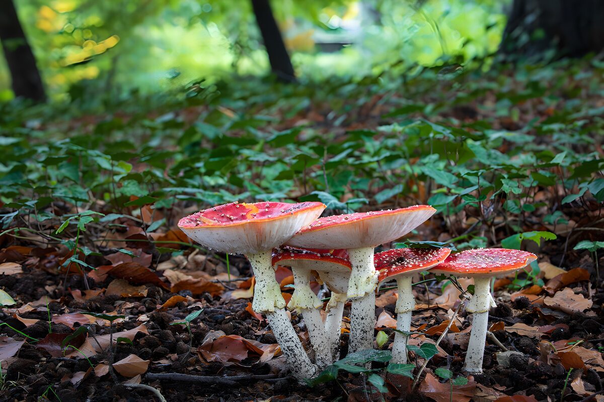 Enchanting Red Mushrooms in a Forest