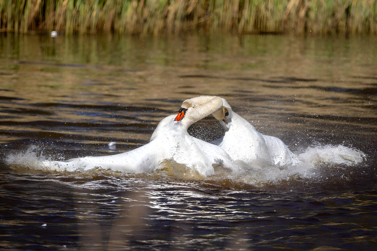 OCUK34757: Swans in a Dramatic Water Display