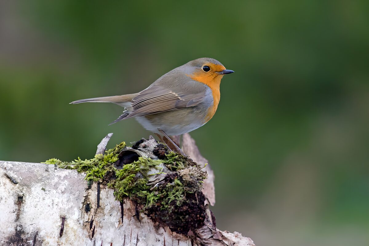 OCUK89826: Charming Robin on a Mossy Log