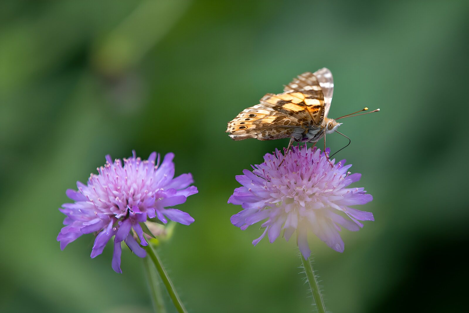 OCUK95818: Butterfly on Purple Wildflowers