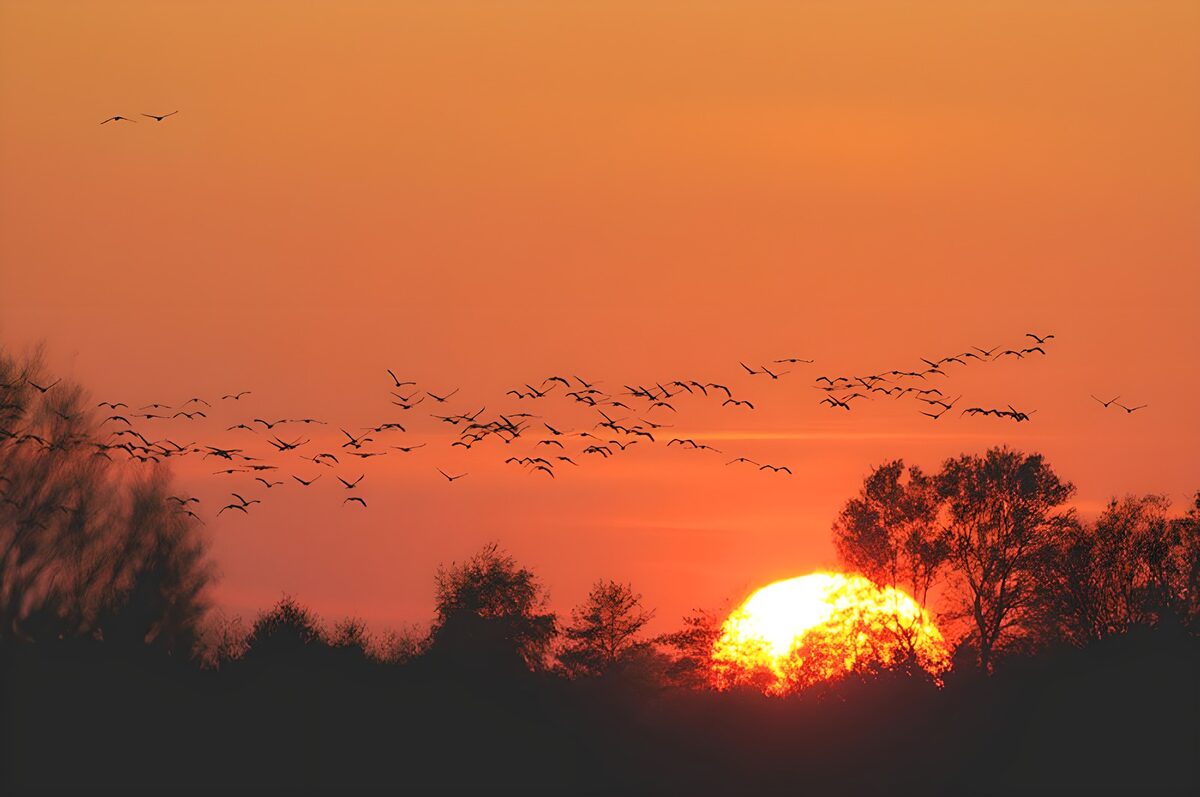 OCUK84148: Sunset Silhouettes of Flying Birds
