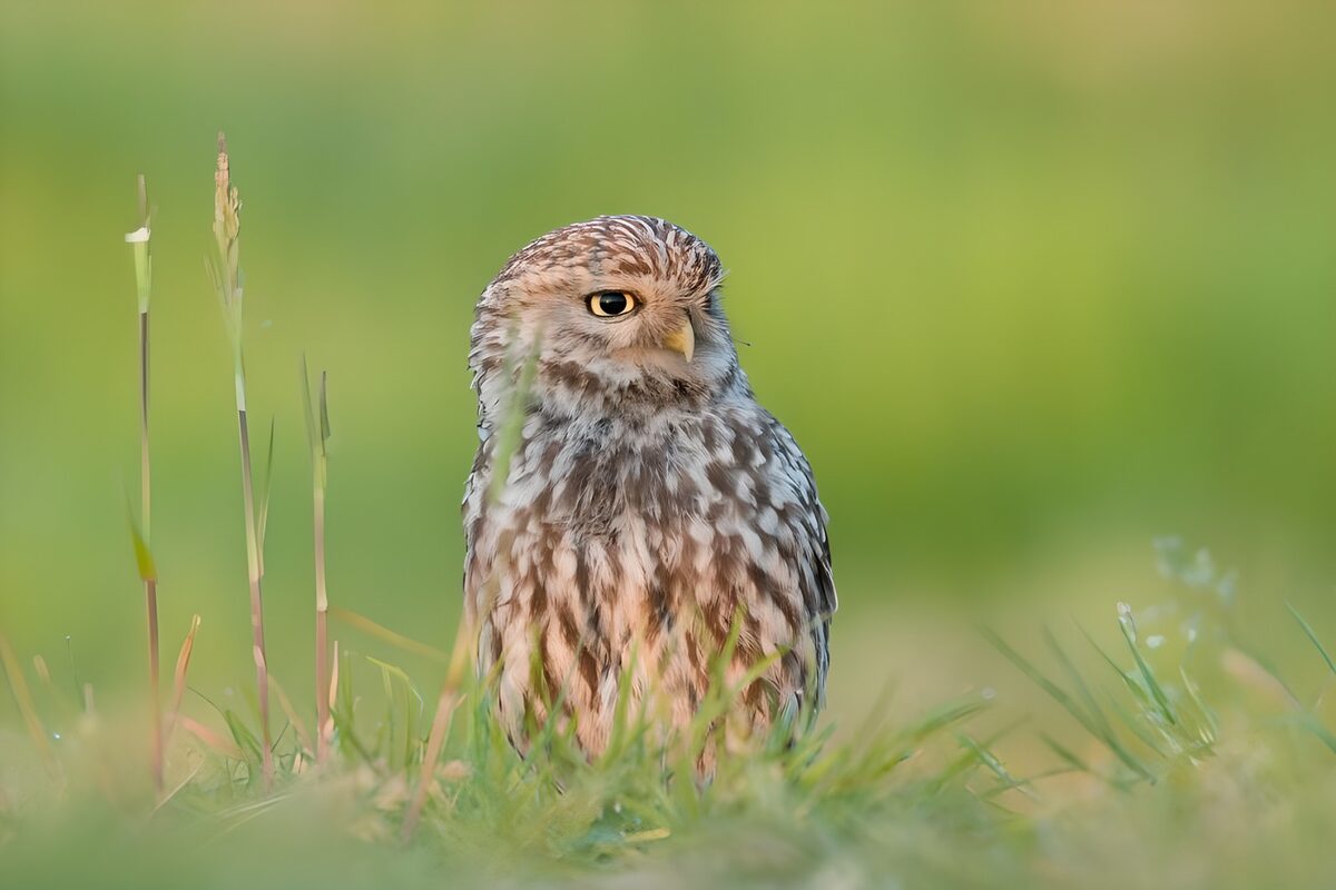 OCUK50673: Curious Little Owl in Green Grass