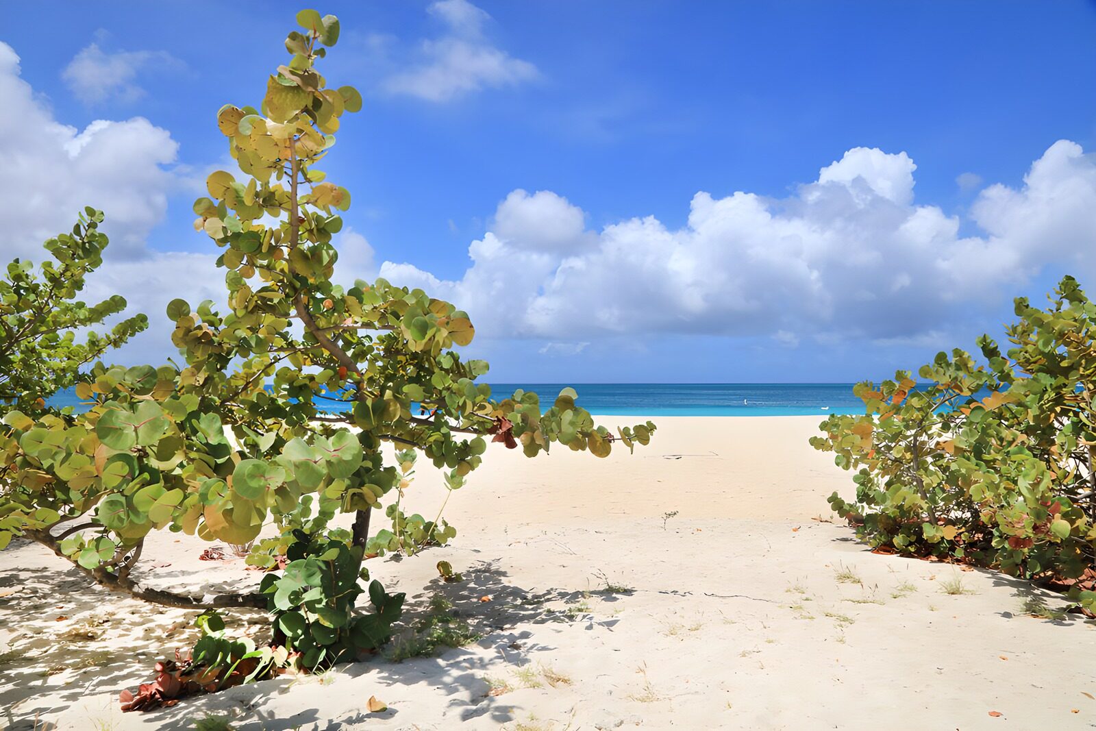 OCUK31057: Tranquil Beach Oasis Under Clear Skies
