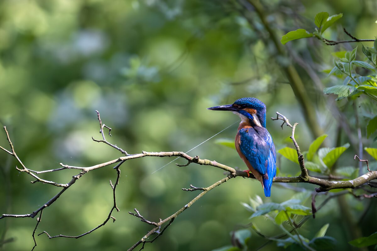 OCUK36603: Vibrant Kingfisher Perched on a Branch