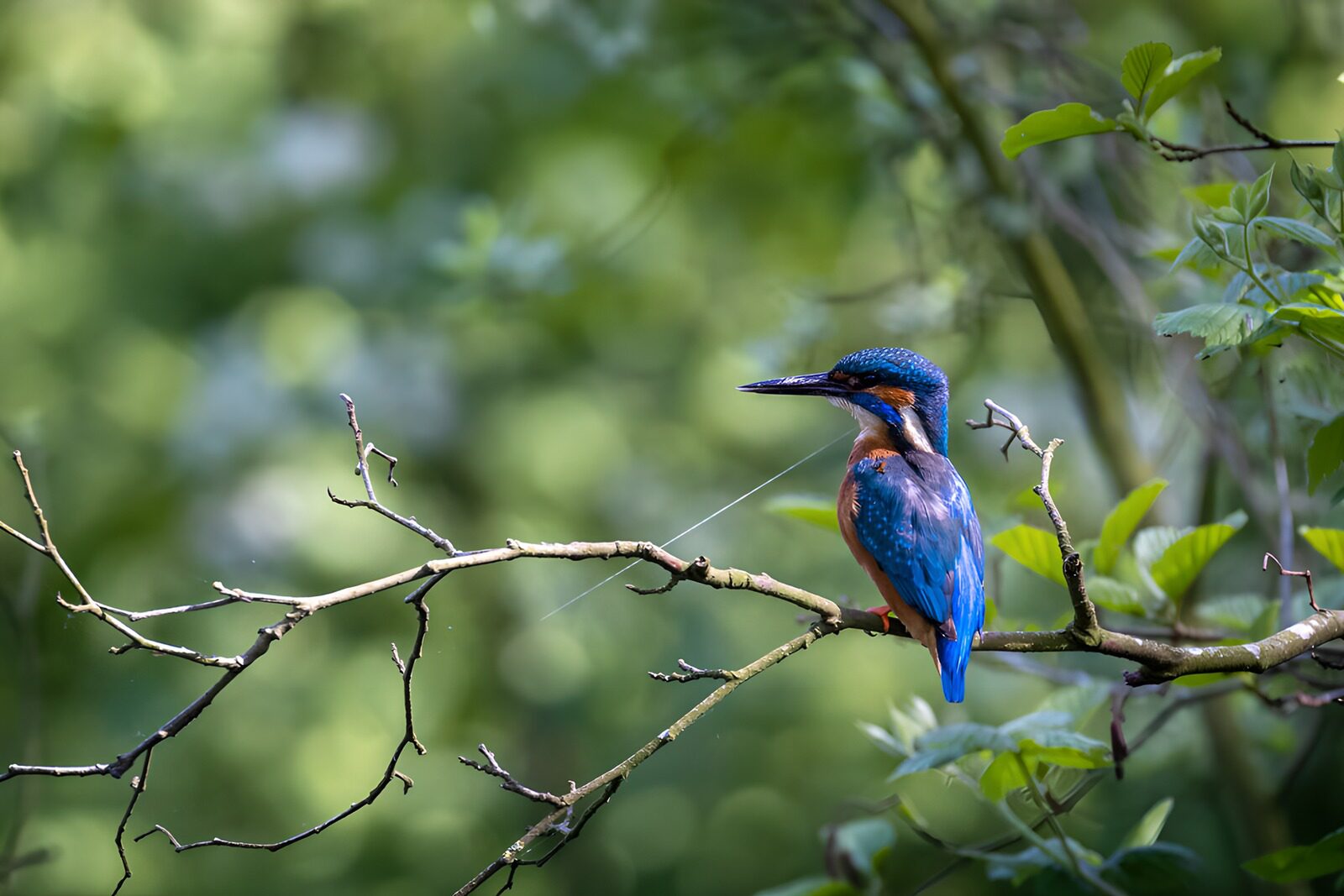 OCUK36603: Vibrant Kingfisher Perched on a Branch