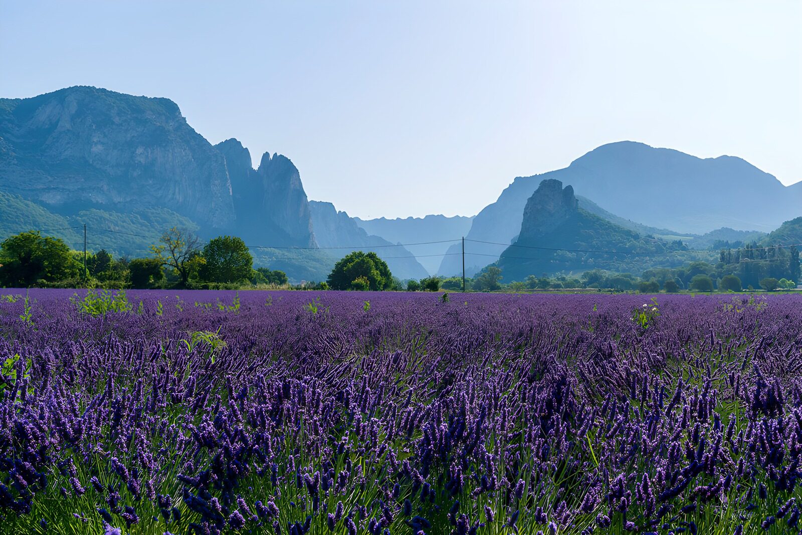 OCUK42181: Serene Lavender Fields Amidst Mountains