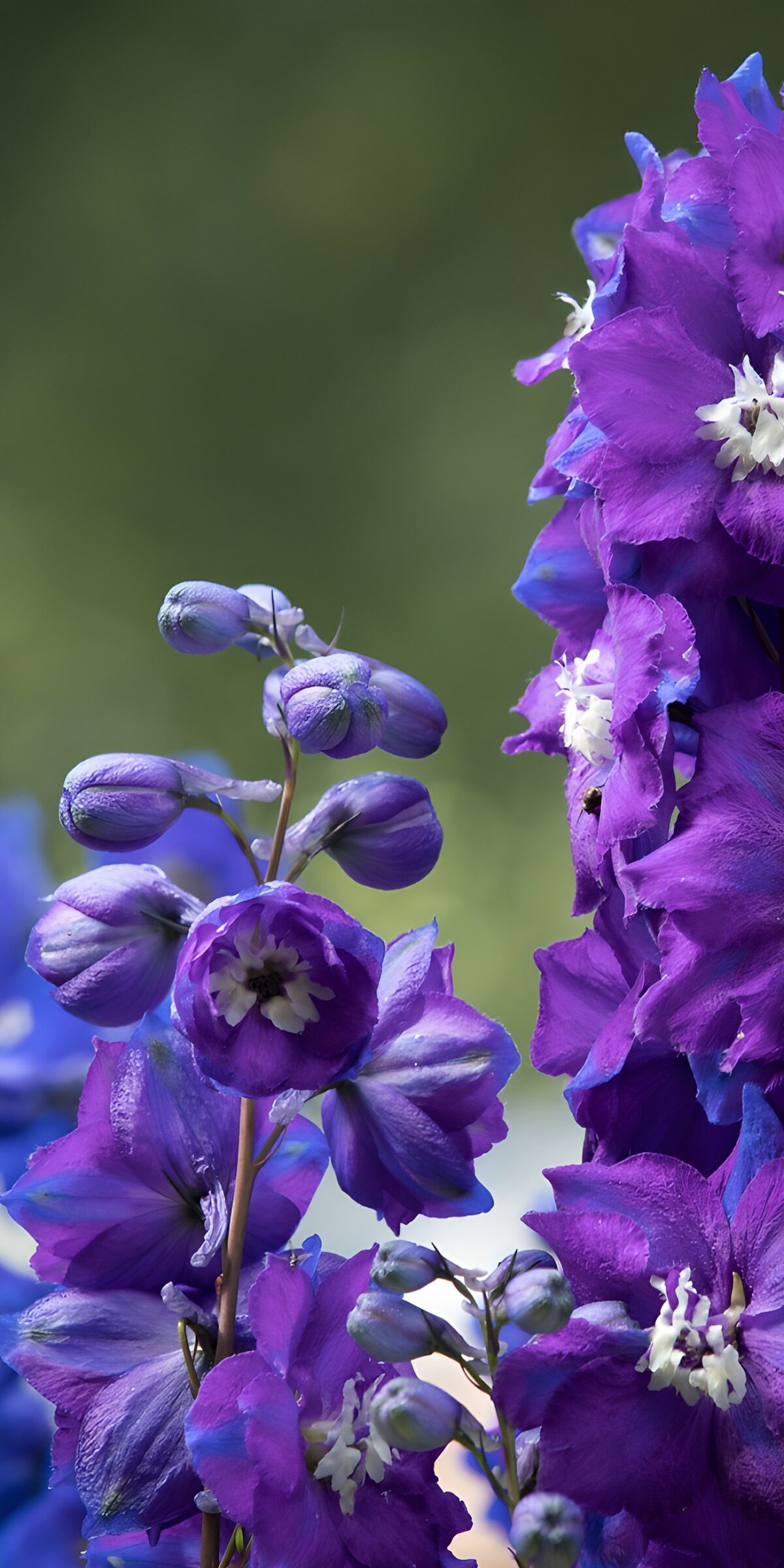 OCUK15359: Vibrant Purple Delphiniums in Bloom