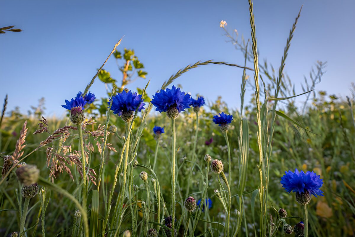 OCUK10141: Vibrant Blue Cornflowers in Bloom