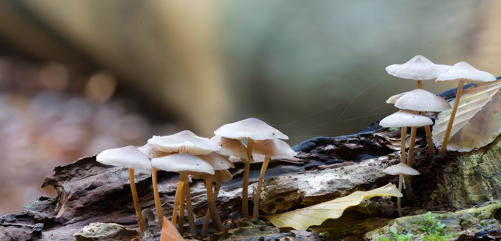 OCUK55569: Tree trunk with Turkey Tail mushroom