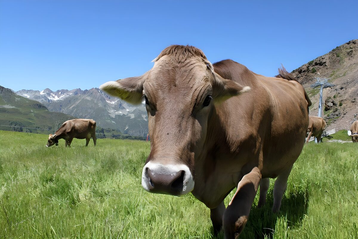Brown cow in alpine meadow
