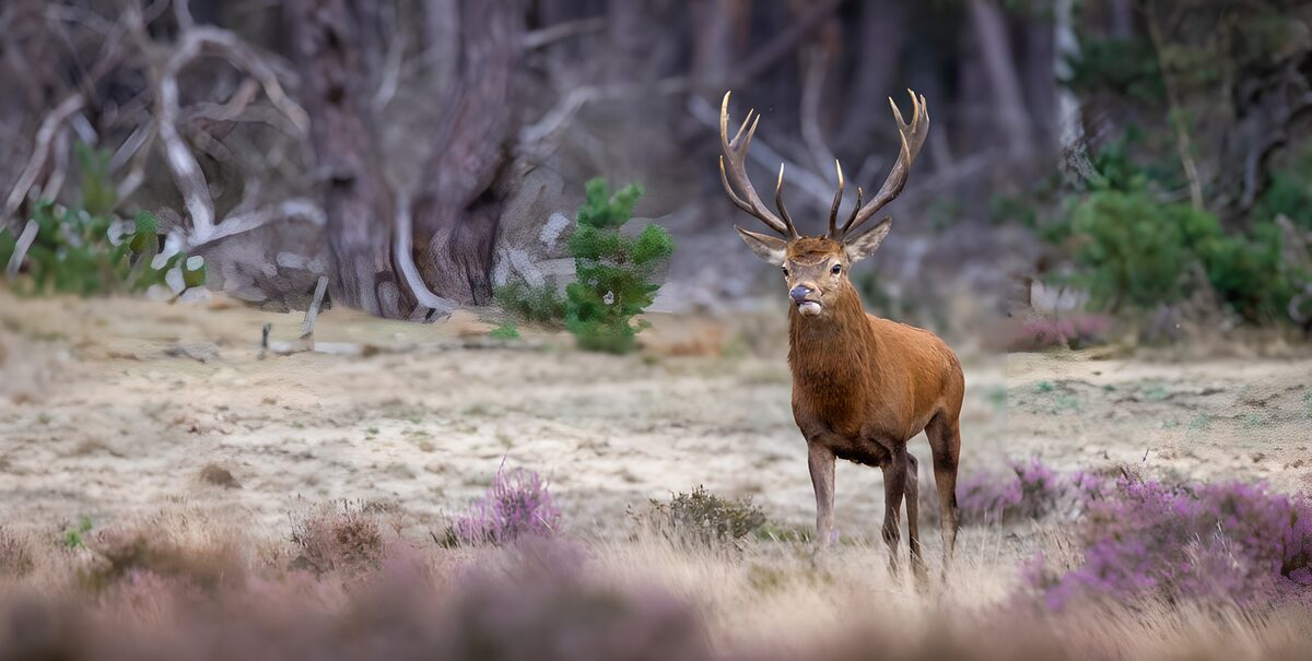 OCUK90038: Majestic Stag in Serene Landscape