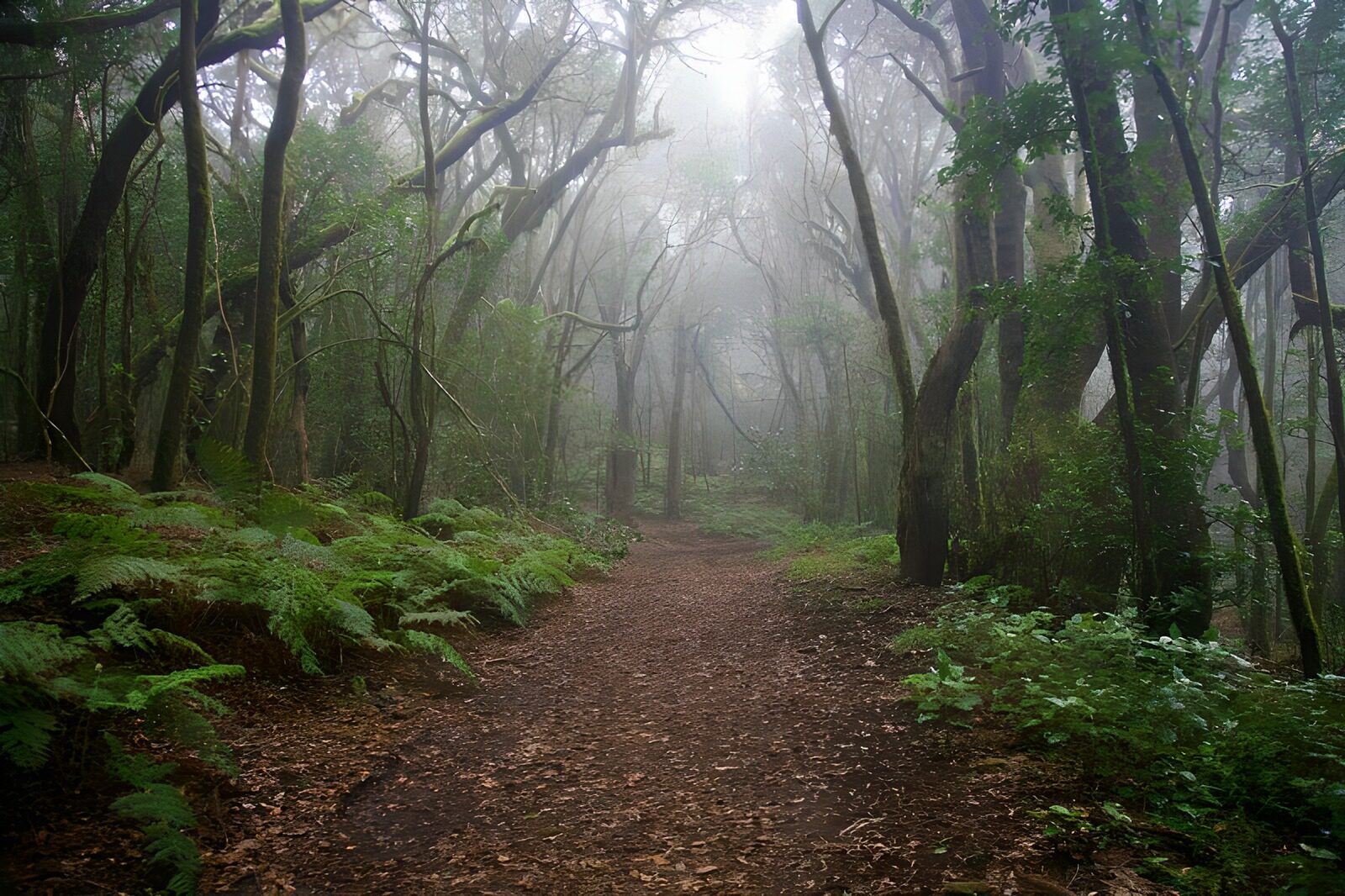 OCUK42505: La Gomera 17