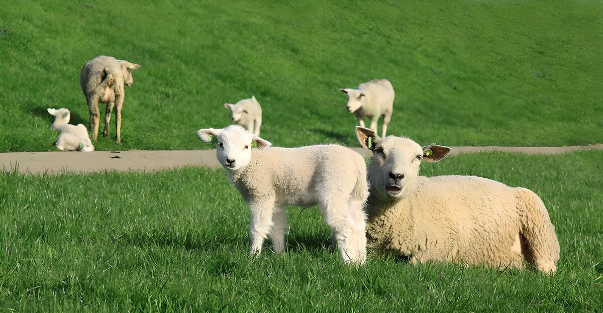 OCUK49623: Lamb on dike