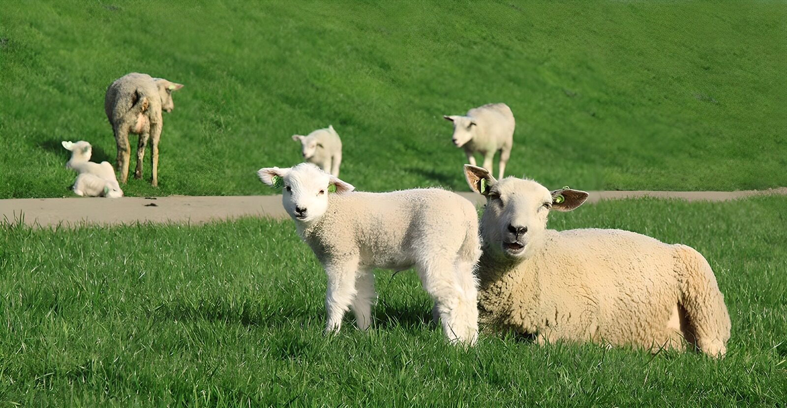 OCUK49623: Lamb on dike