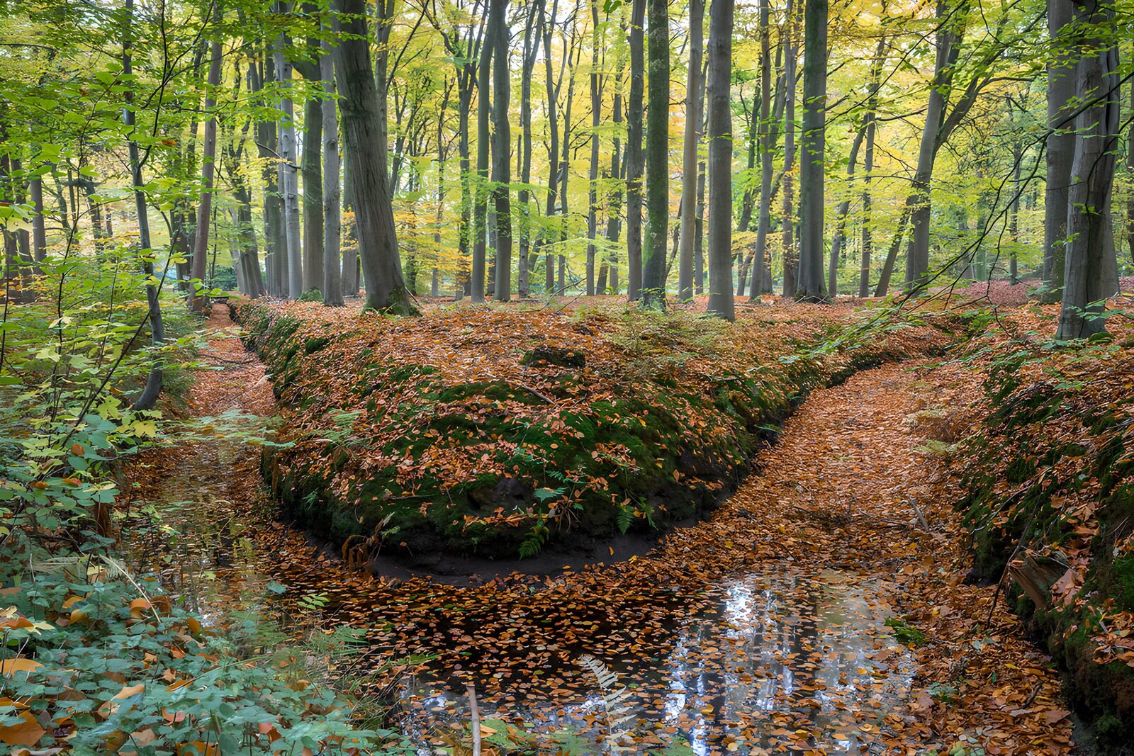 OCUK23487: Serene Autumn Pathway in the Forest