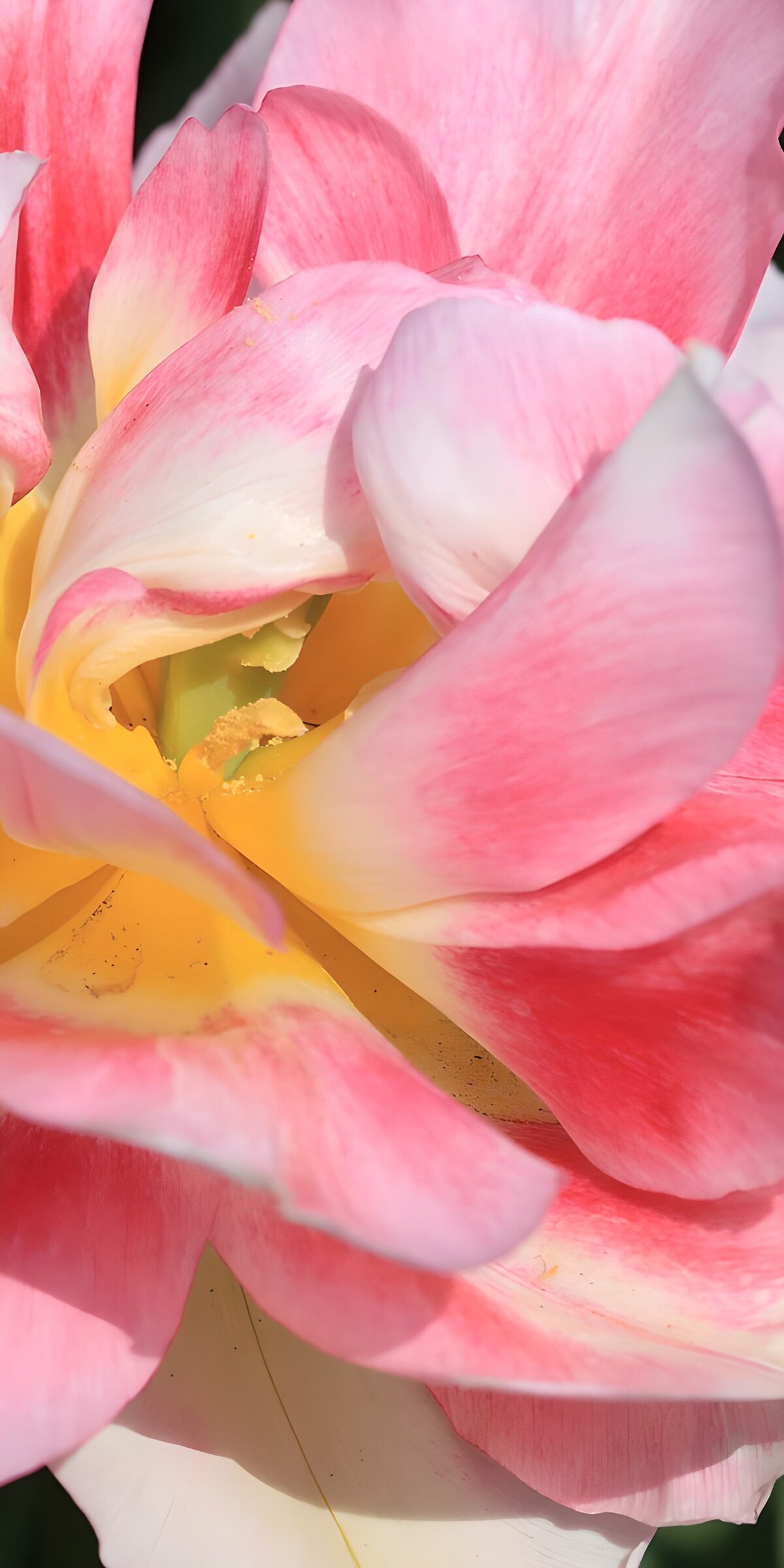 OCUK37050: Delicate Beauty of a Pink Flower