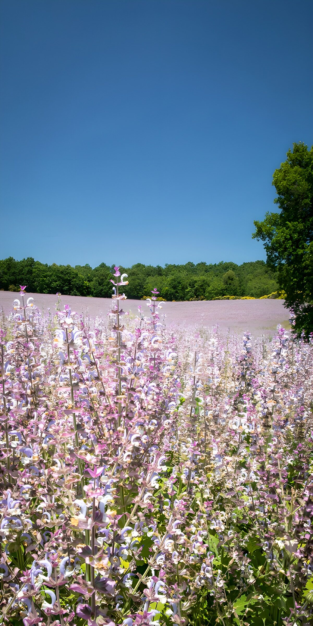 OCUK11595: Lush Lavender Field Under Clear Skies