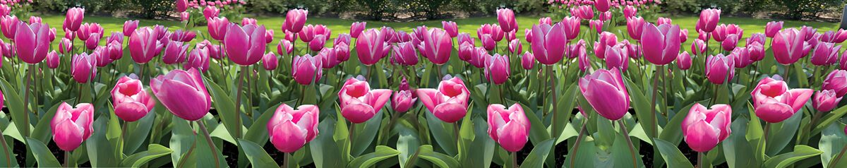 Vibrant Tulip Garden in Full Bloom