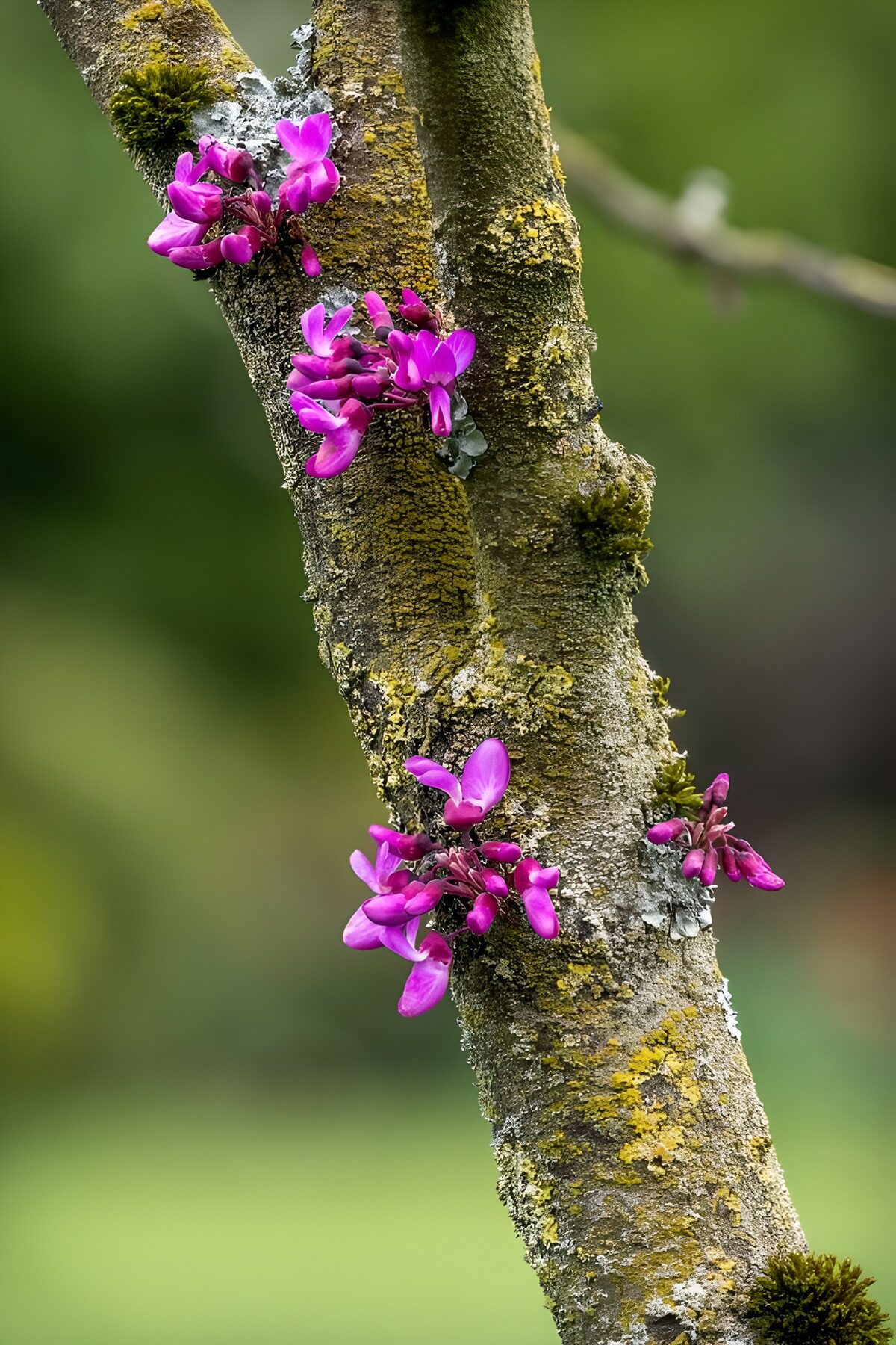 OCUK52324: Vibrant Purple Blossoms on Tree Trunk