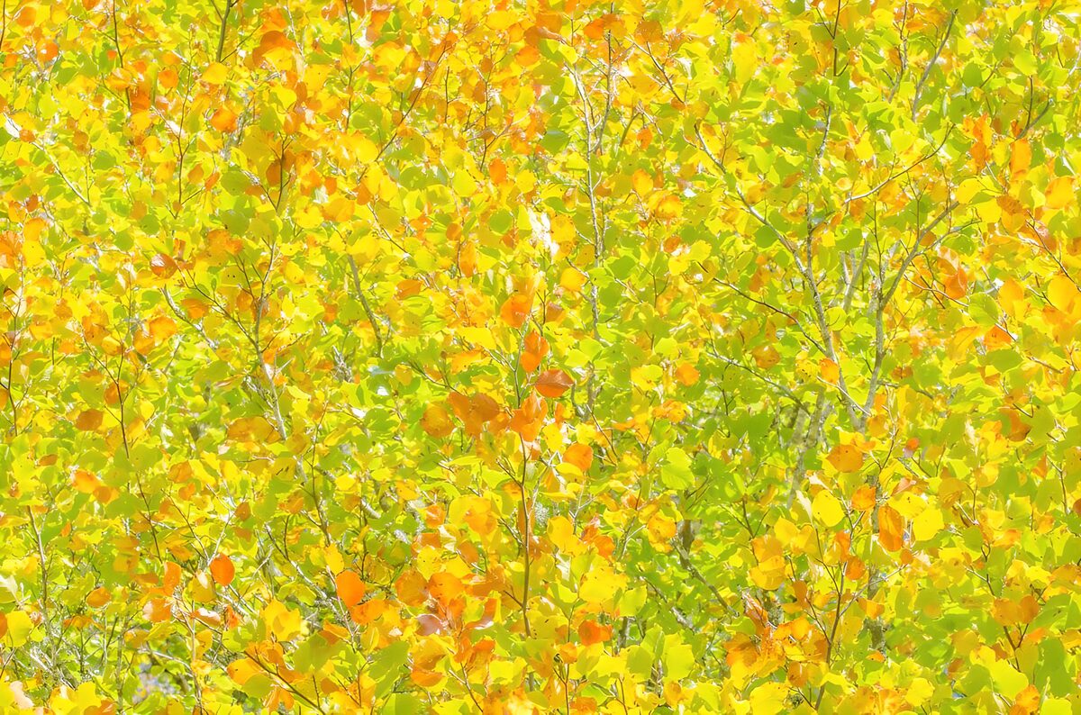 Vibrant Autumn Foliage