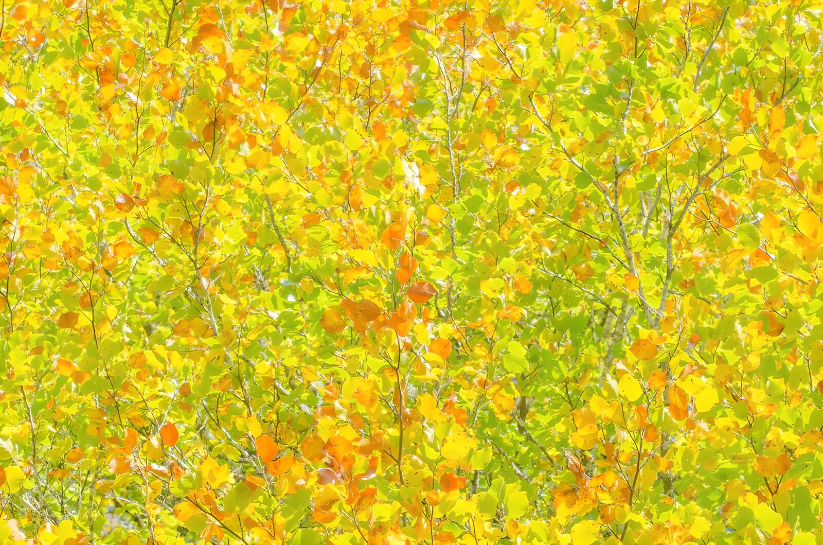 OCUK55958: Vibrant Autumn Foliage