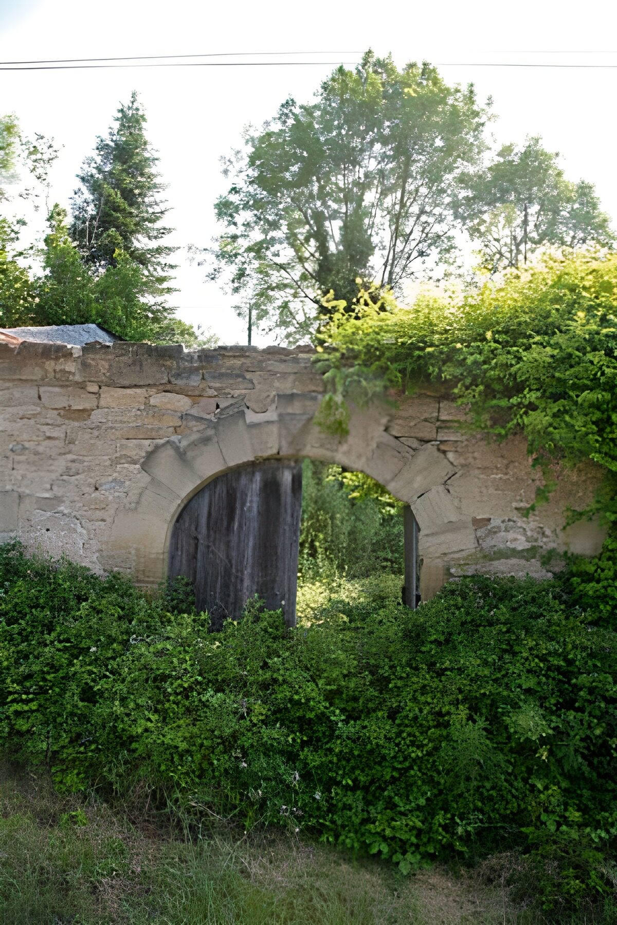 OCUK13334: Door in gate with green foliage 3