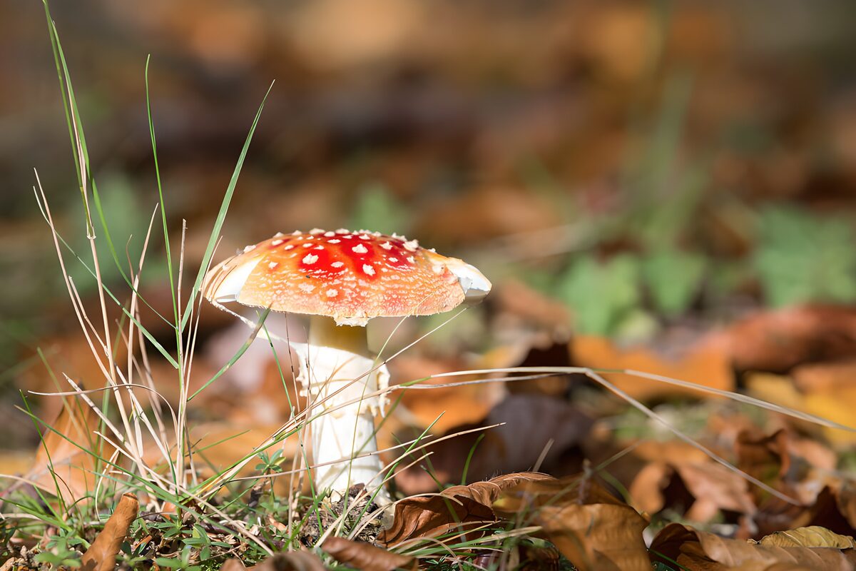 OCUK36735: Vibrant Red Mushroom in Autumn Leaves