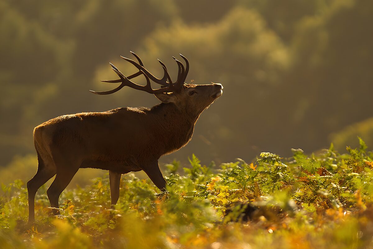 OCUK12206: Majestic Stag in Golden Light