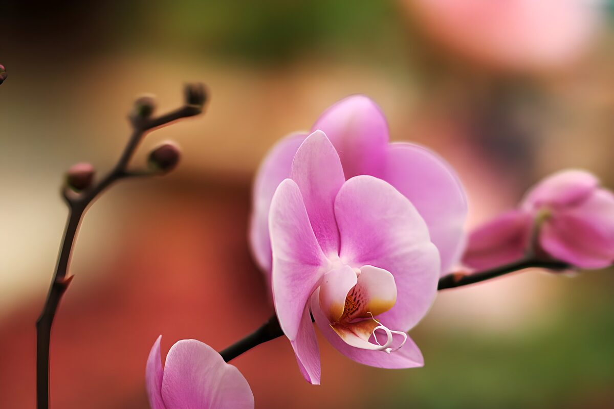 OCUK11070: Elegant Pink Orchid Blossom