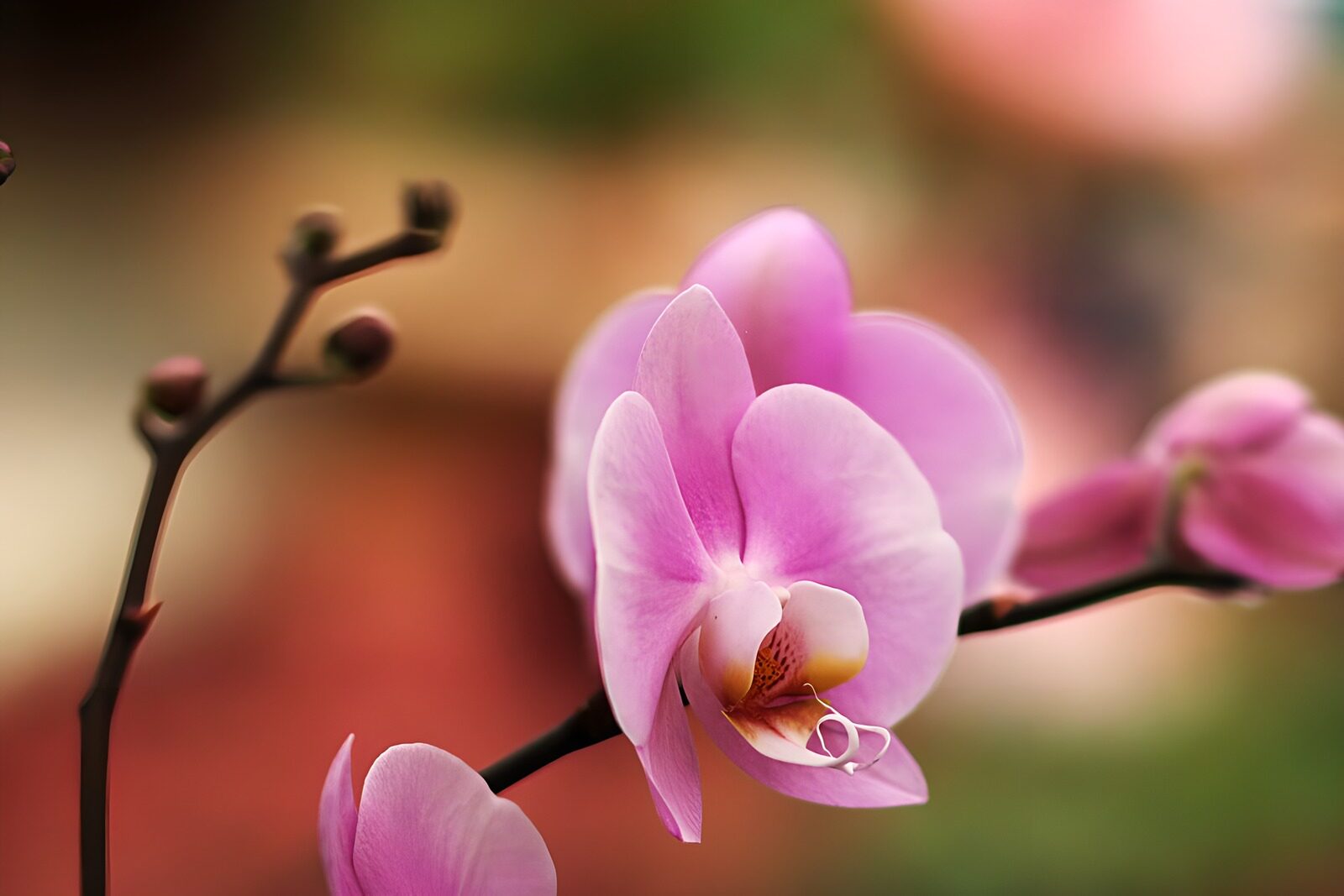 OCUK11070: Elegant Pink Orchid Blossom
