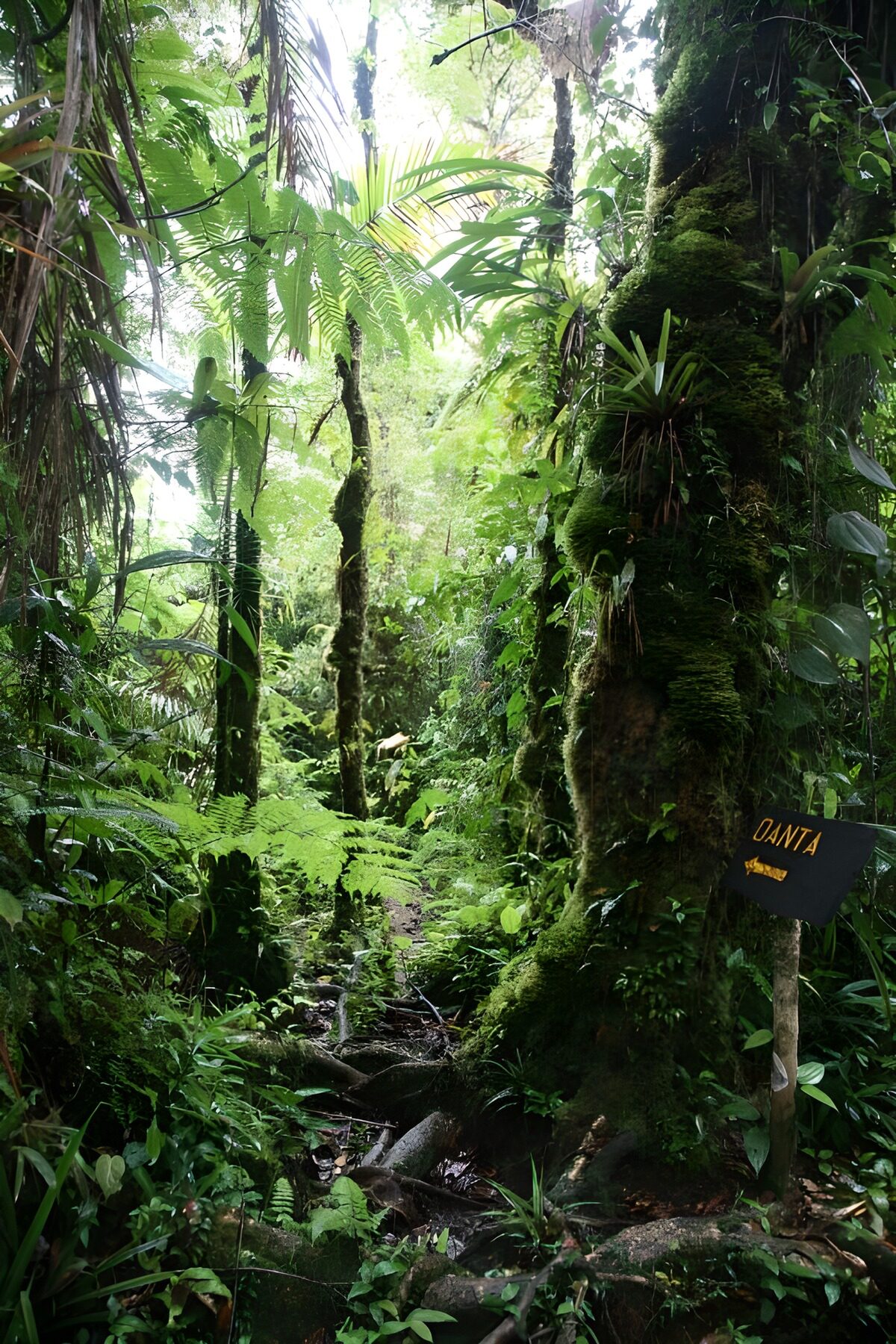 Lush Jungle Pathway