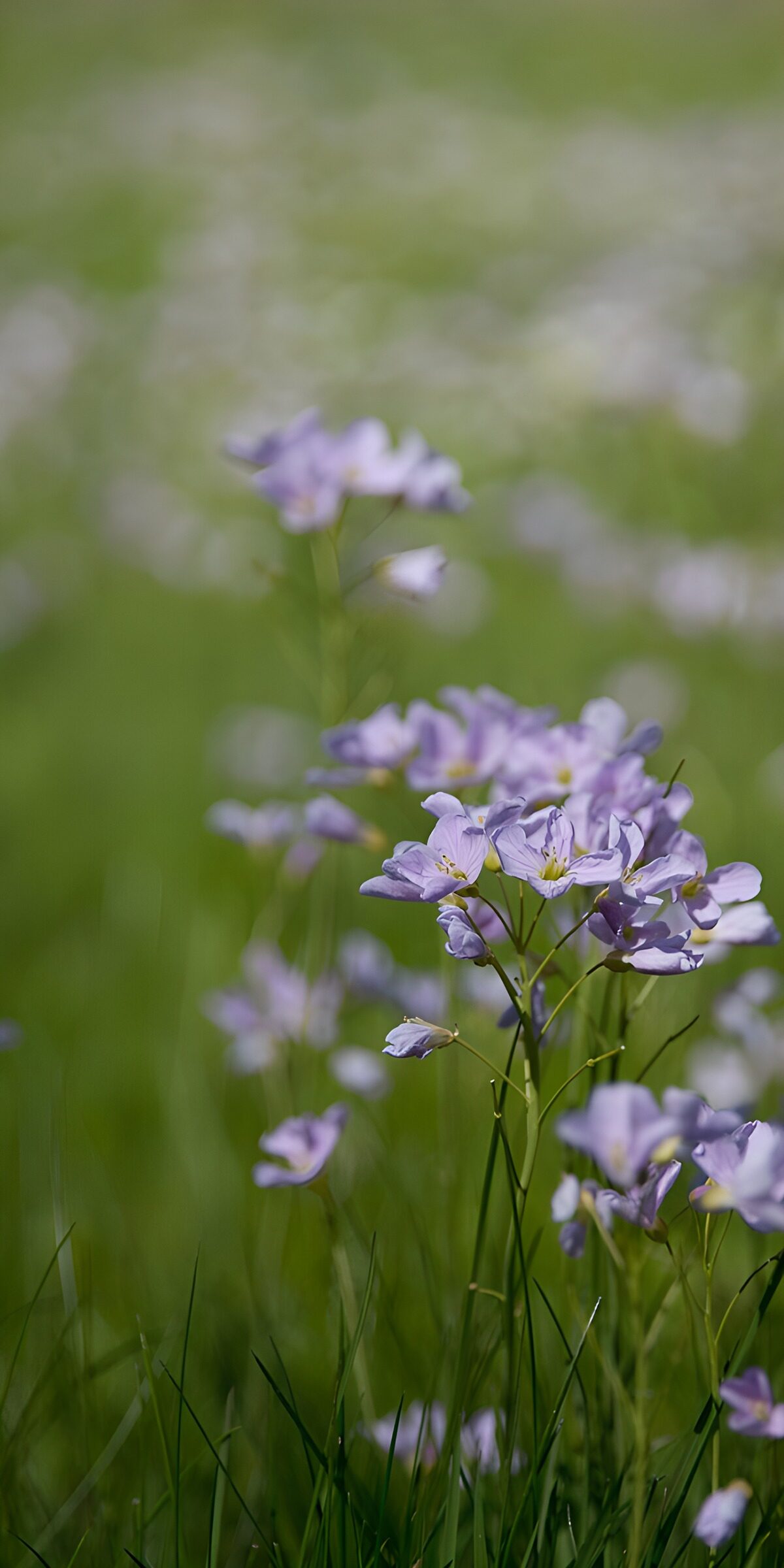 OCUK54460: Gentle Lavender Blooms in a Green Field