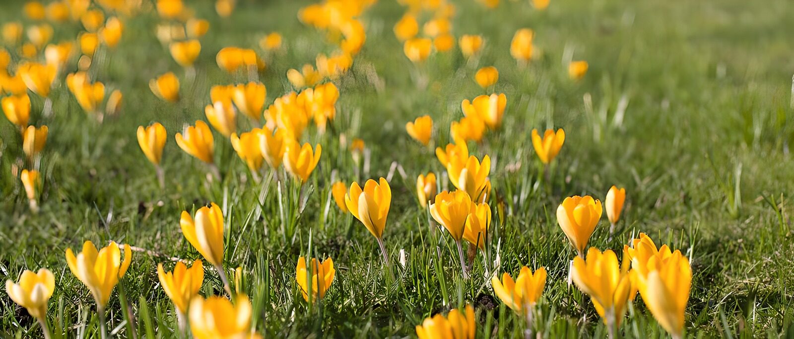 OCUK81025: Yellow crocuses in the grass