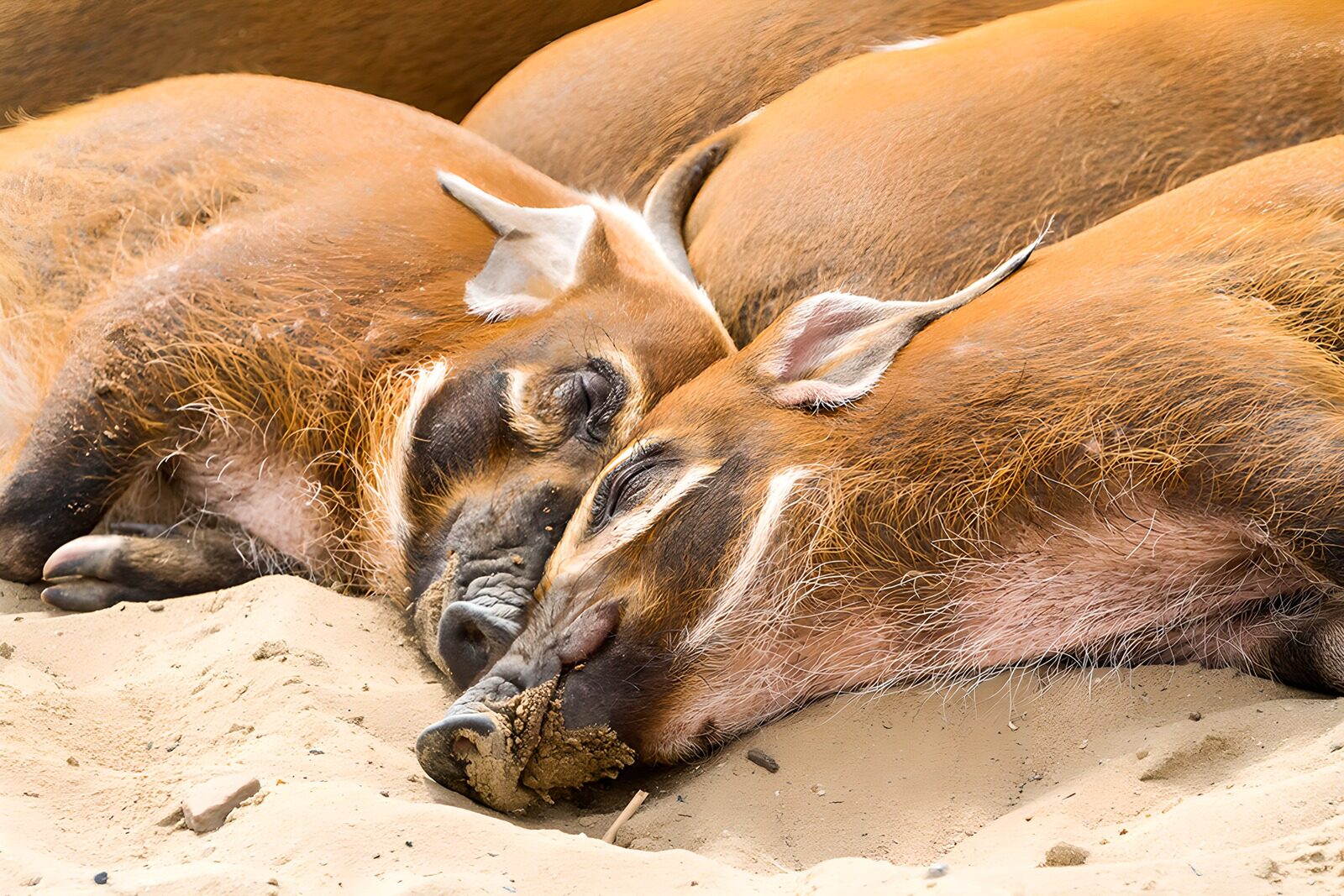 OCUK68540: Resting Wild Boars